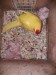 Kakariki žlutý rudočelý